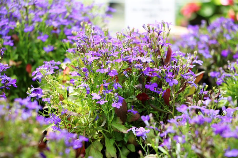 Männertreu - Lobelia erinus überwintern