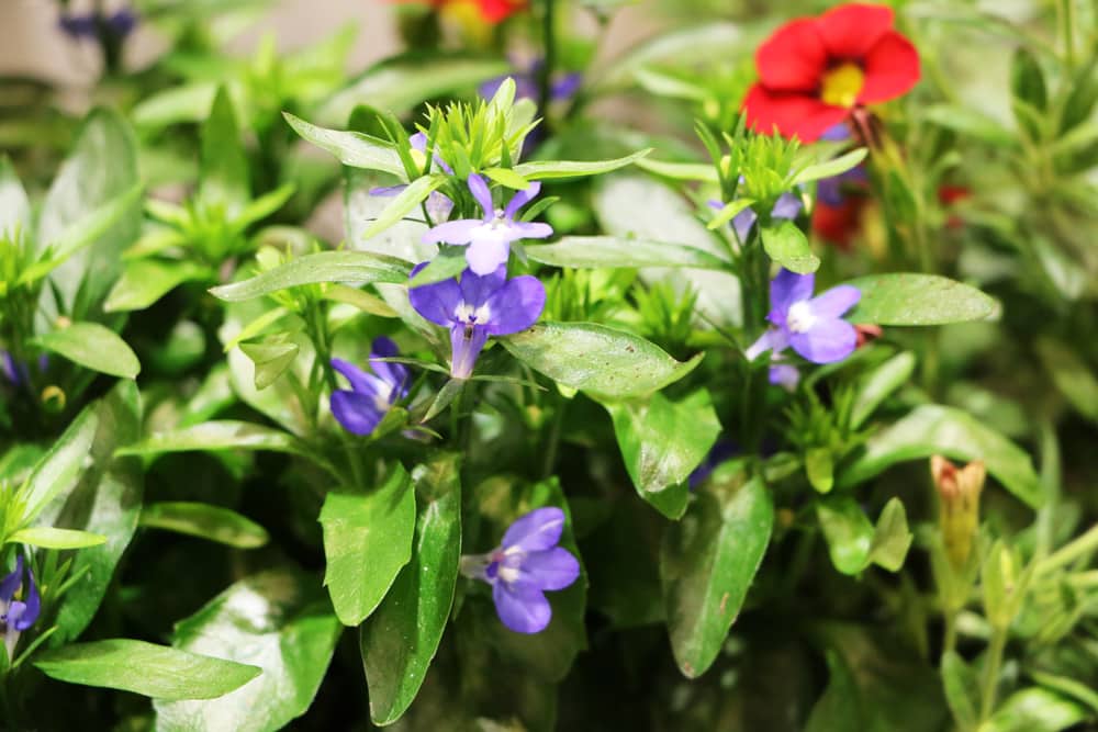 Lobelia erinus - Männertreu  winterhart