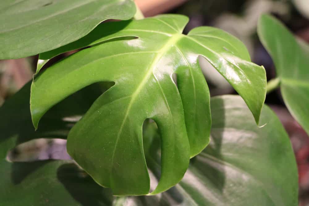 Monstera - Fensterblatt