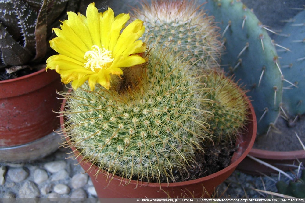 Parodia microsperma