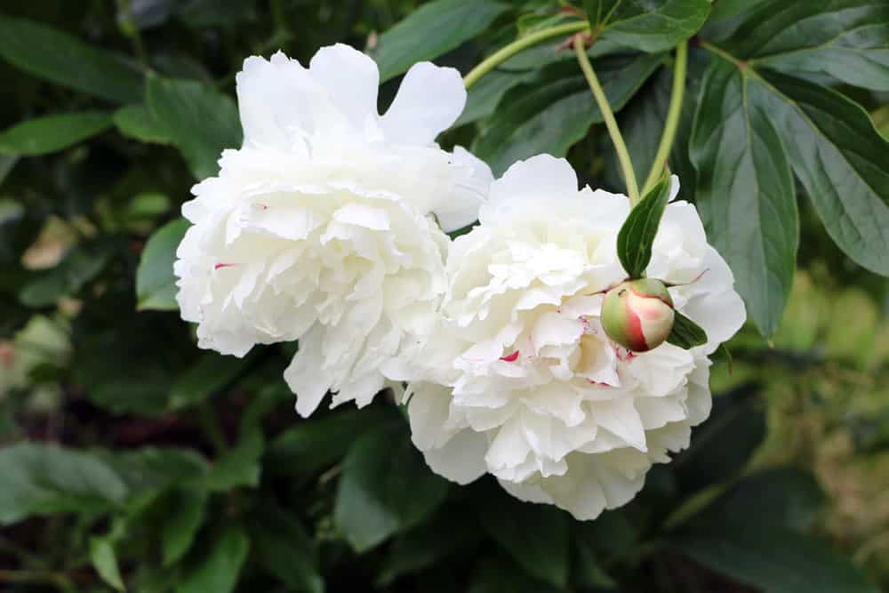 Pfingsrose - Päonie - Paeonia officinalis