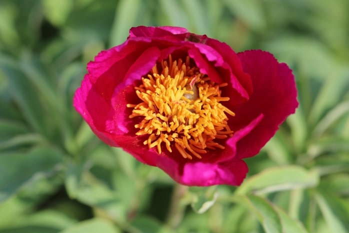 Pfingsrose - Päonie - Paeonia officinalis