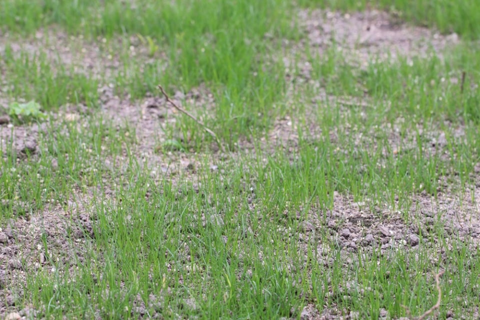 Keimdauer von Rasen in Tagen Keimung beschleunigen