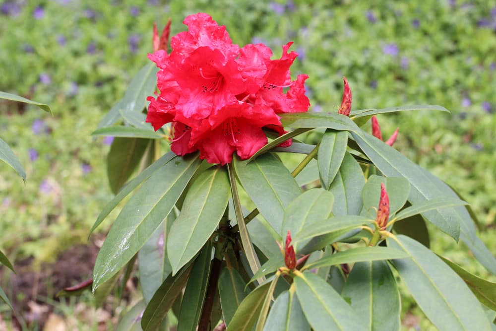 Rhododendron - Blütezeit
