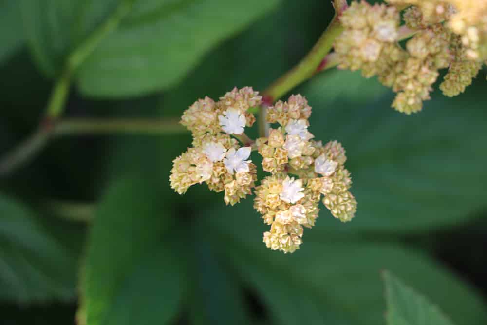 Rodgersia aesculifolia Batalin, Kastanienblättriges Schaublatt