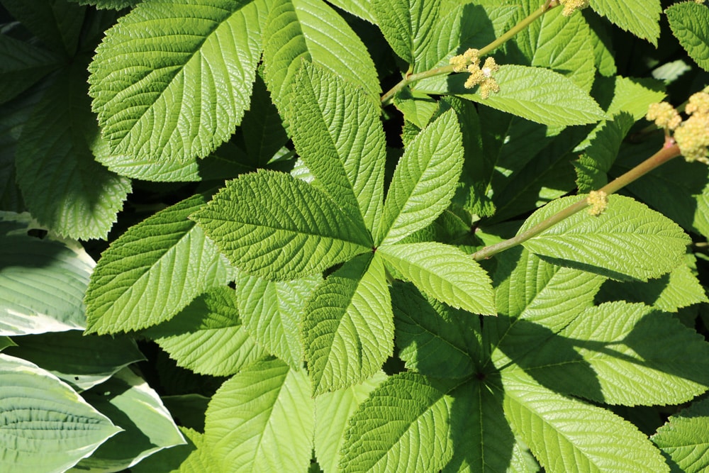 Rodgersia aesculifolia Batalin, Kastanienblättriges Schaublatt