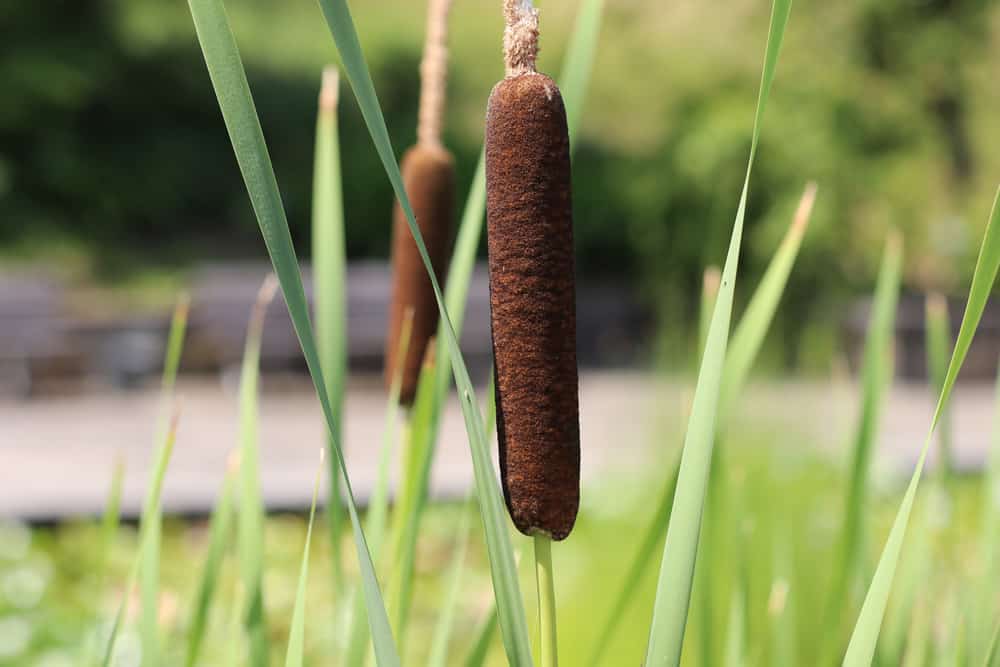 Rohrkolben - Typha