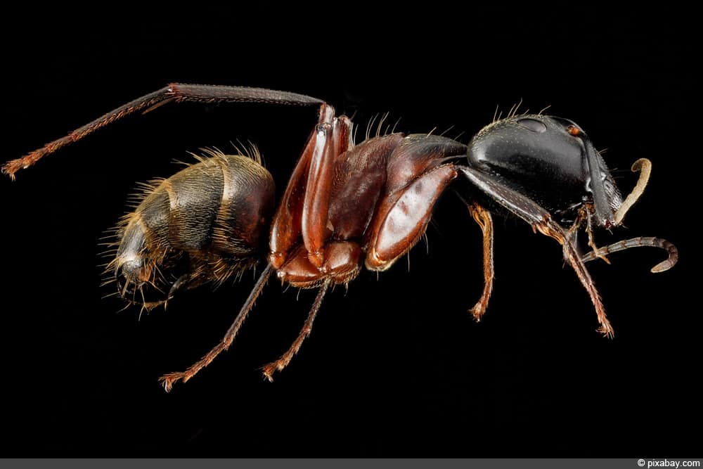 Rossameise - Camponotus chromaiodes