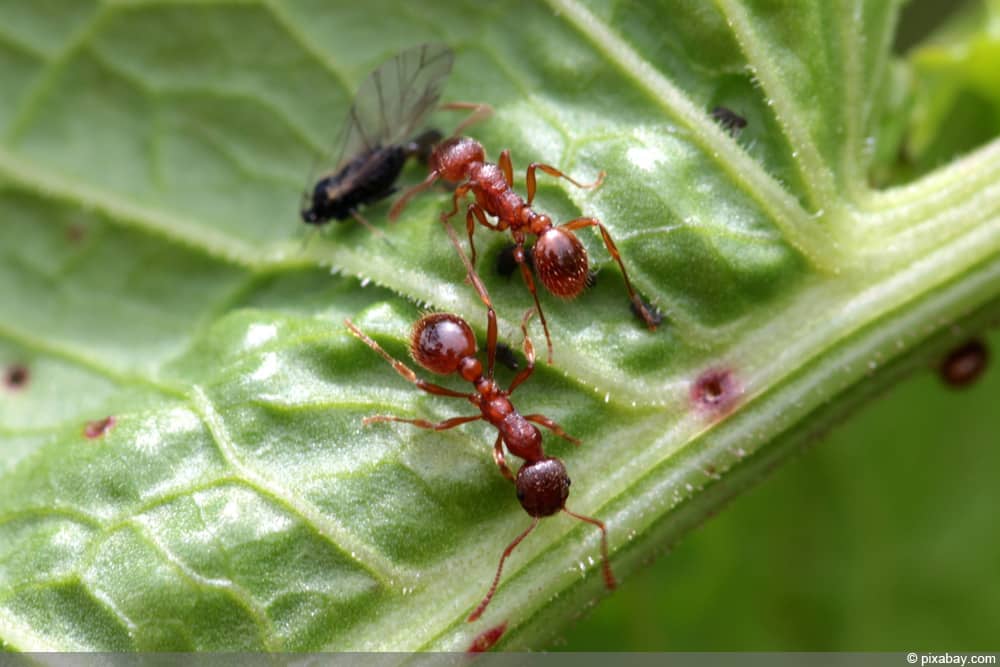 rote Ameisen - Myrmica rubra