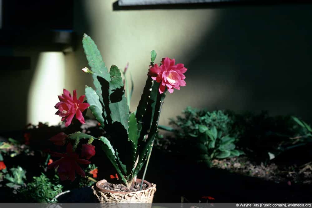 Schusterkaktus - Disocactus ackermannii