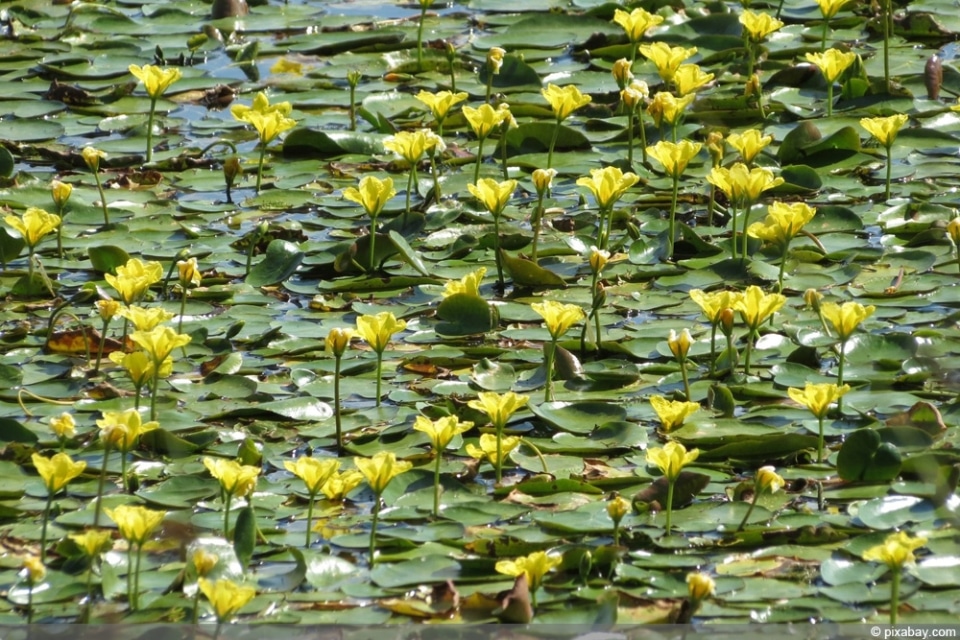 Seekanne im Teich einpflanzen Anleitung Pflege von AZ