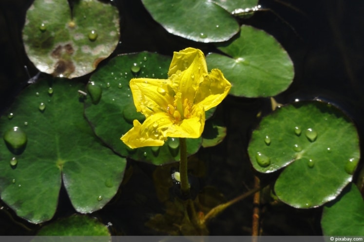 Seekanne im Teich einpflanzen Anleitung Pflege von AZ