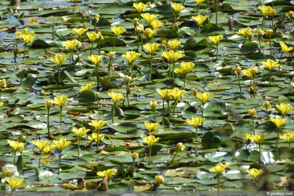 Seekannen - Nymphoides