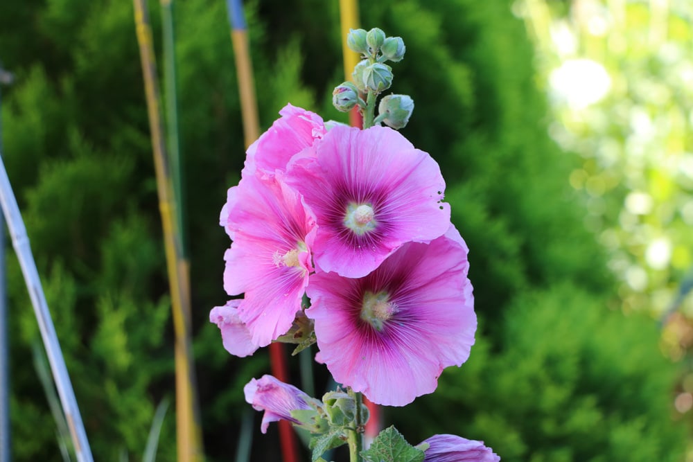 Stockrose - Stockmalve - Alcea rosea - Bauernrose