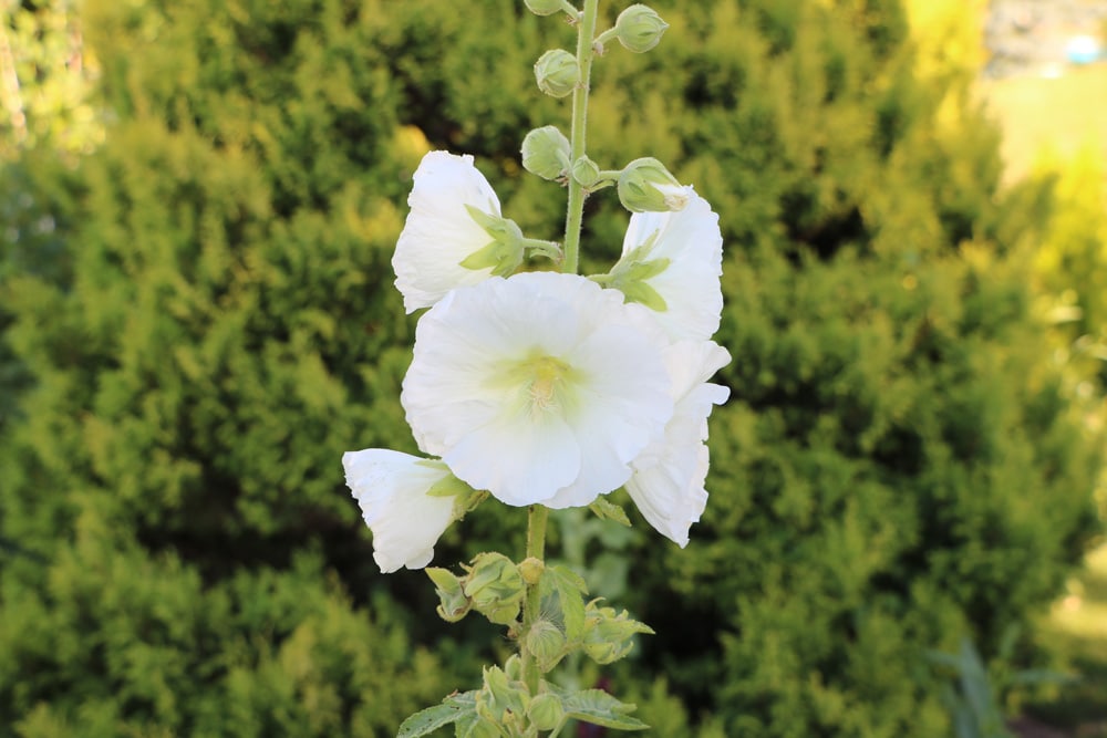 Stockrose - Stockmalve - Alcea rosea - Bauernrose