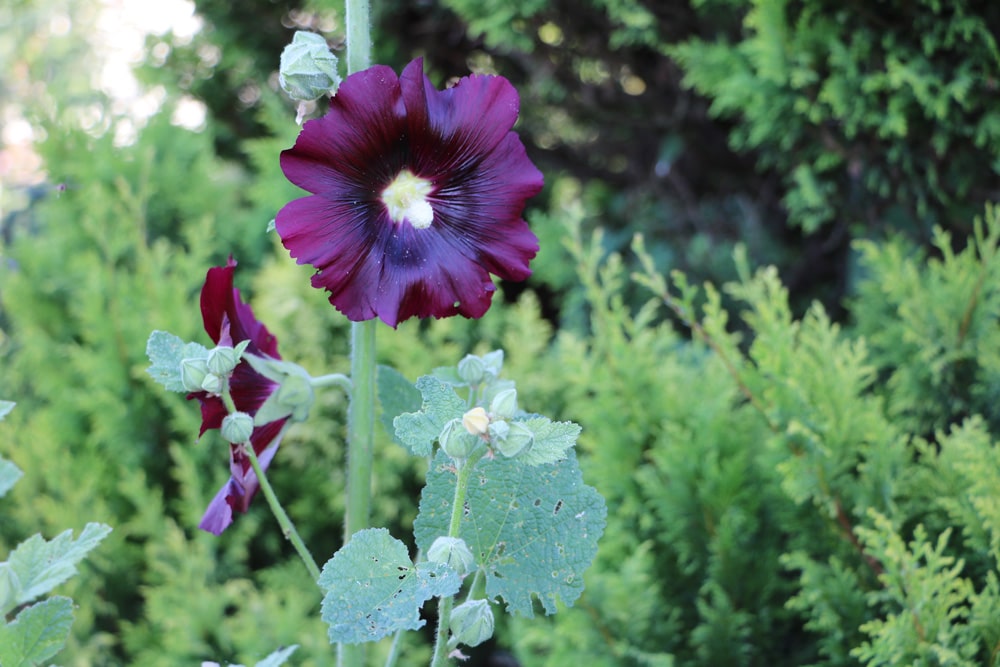 Stockrose - Stockmalve - Alcea rosea - Bauernrose