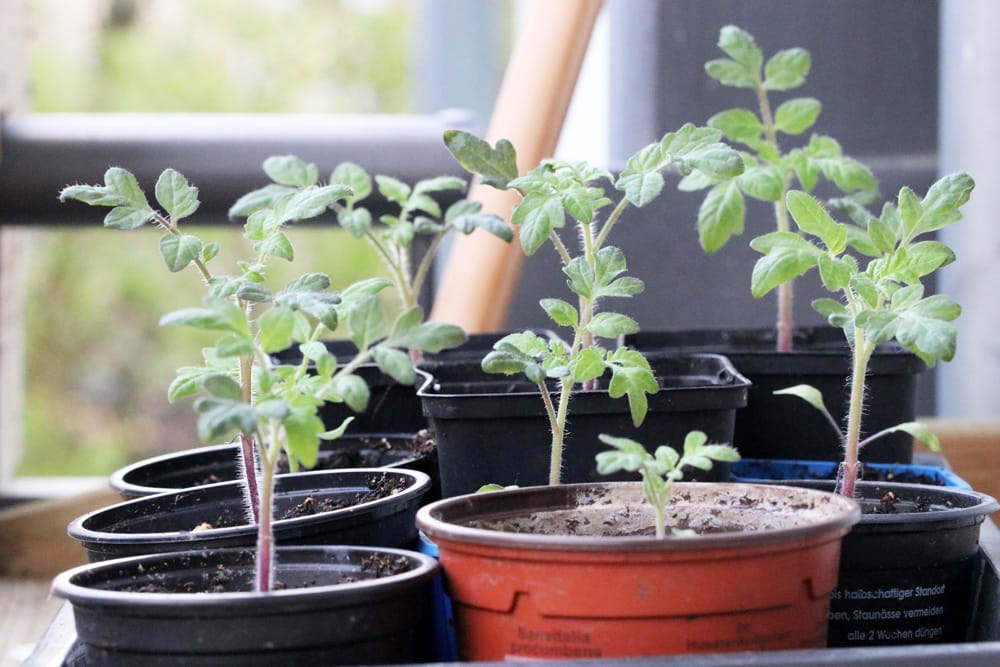 Tomaten pikieren