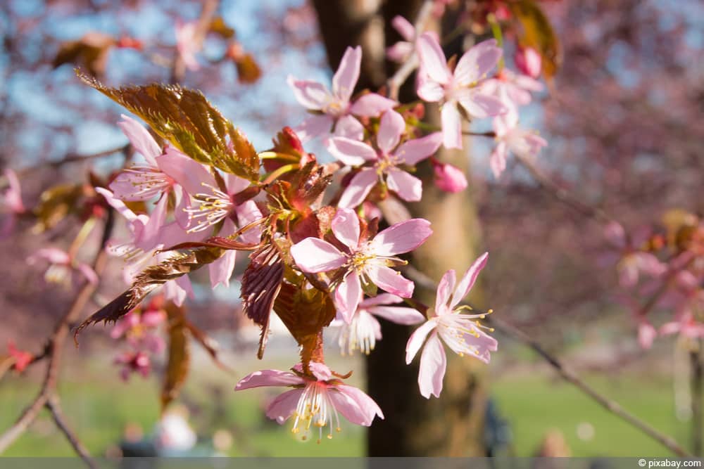 Bergkirsche- Scharlachkirsche - Prunus sargentii