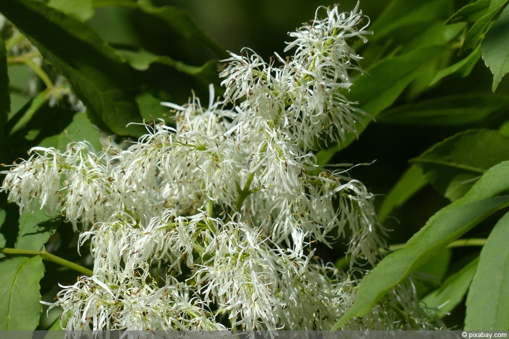 Blumenesche, Schmuckesche - Fraxinus ornus