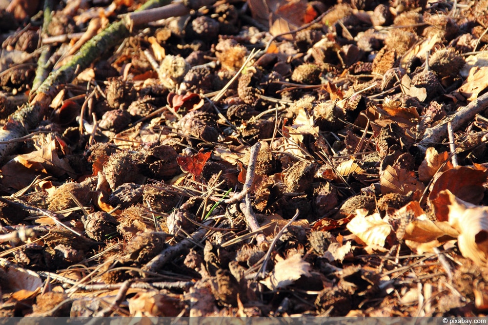 Bucheckern im Herbst