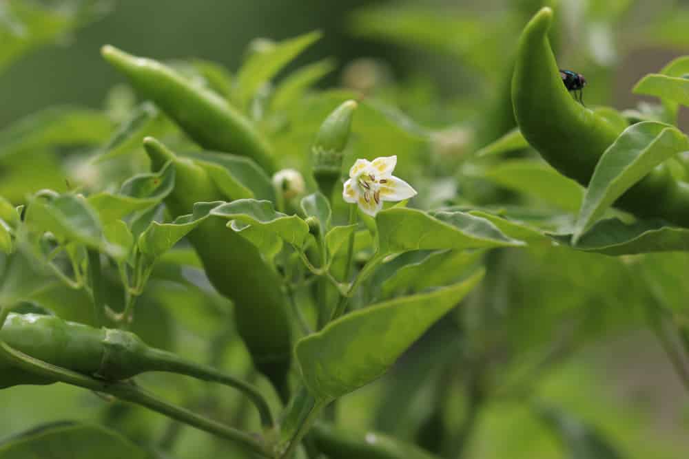 Chili - Capsicum