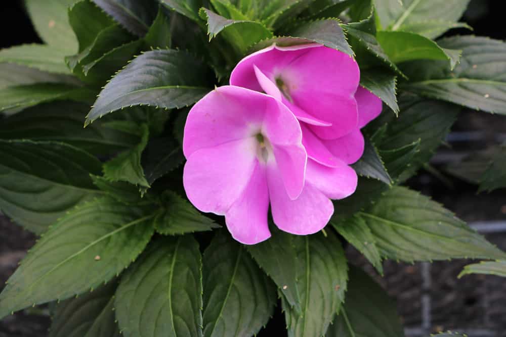 Edellieschen - Impatiens neuguinea