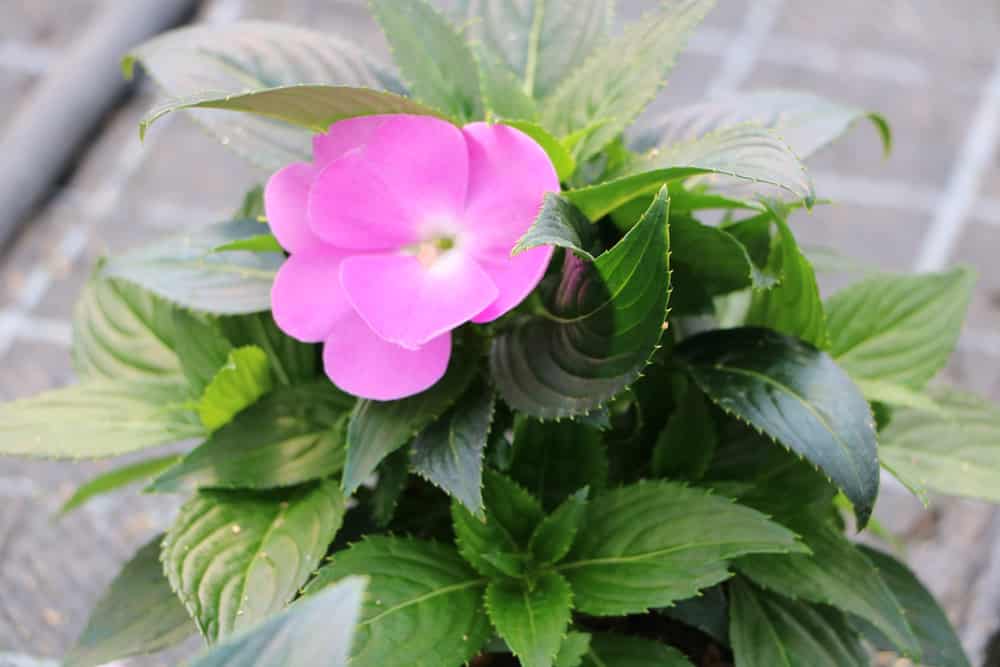 erdbeeren dnger flssig Purgrn Bio-Erdbeerdnger 1 kg