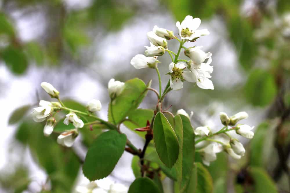 Kupfer-Felsenbirne/ Felsenbirne - Amelanchier lamarckii