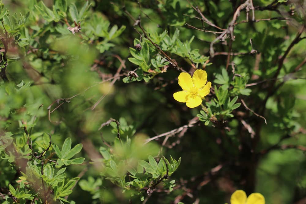 Fingerstrauch - Potentilla