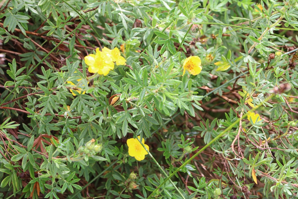 Fingerstrauch - Potentilla fruticosa