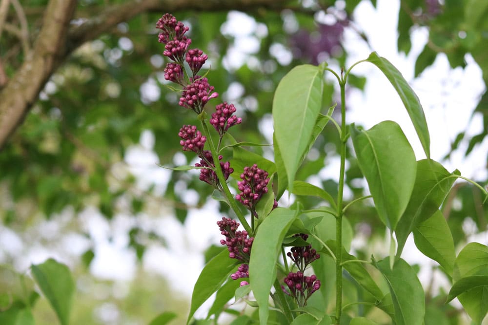 Flieder nach der Blüte schneiden