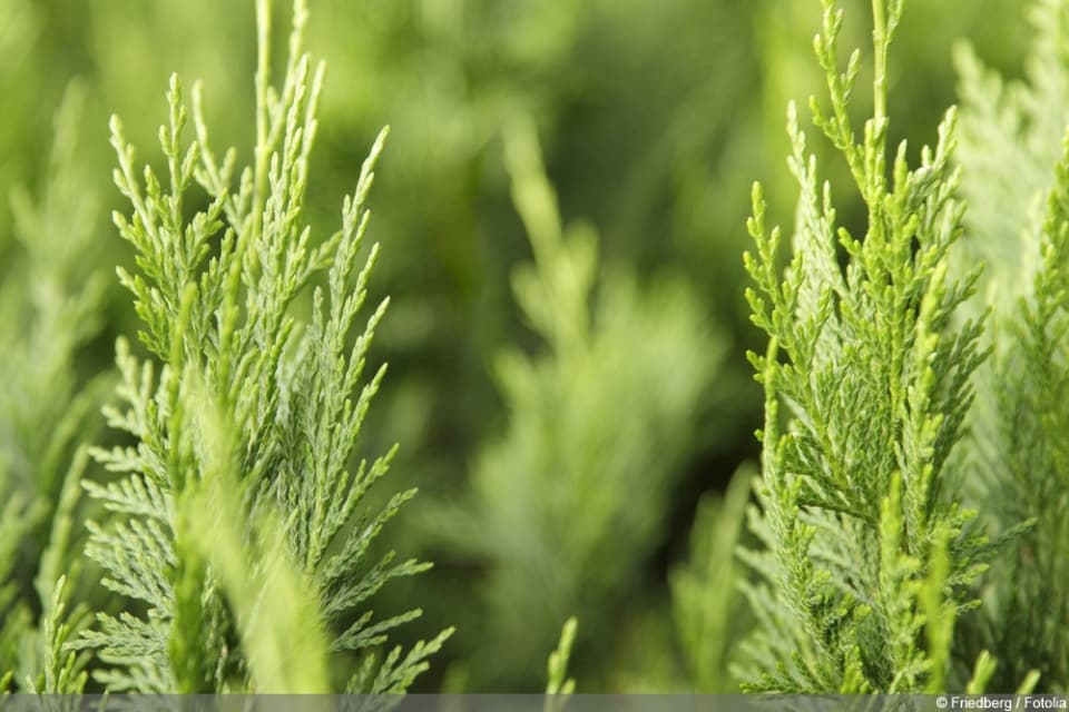 Thuja Hecke verschneiden wann ist das Schneiden verboten