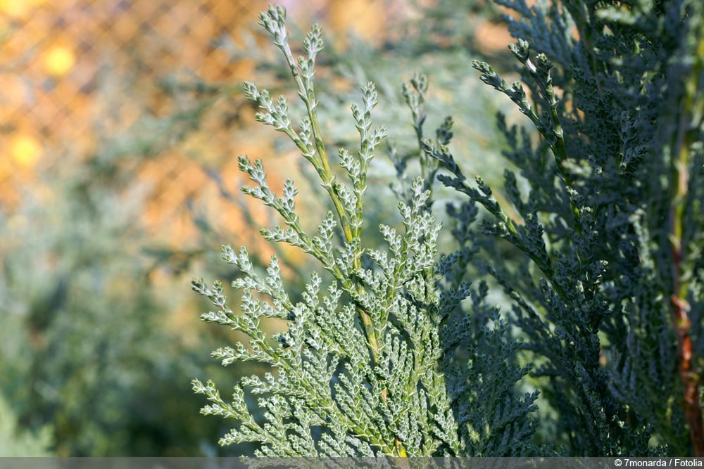 gelbe Scheinzypresse - Chamaecyparis lawsoniana