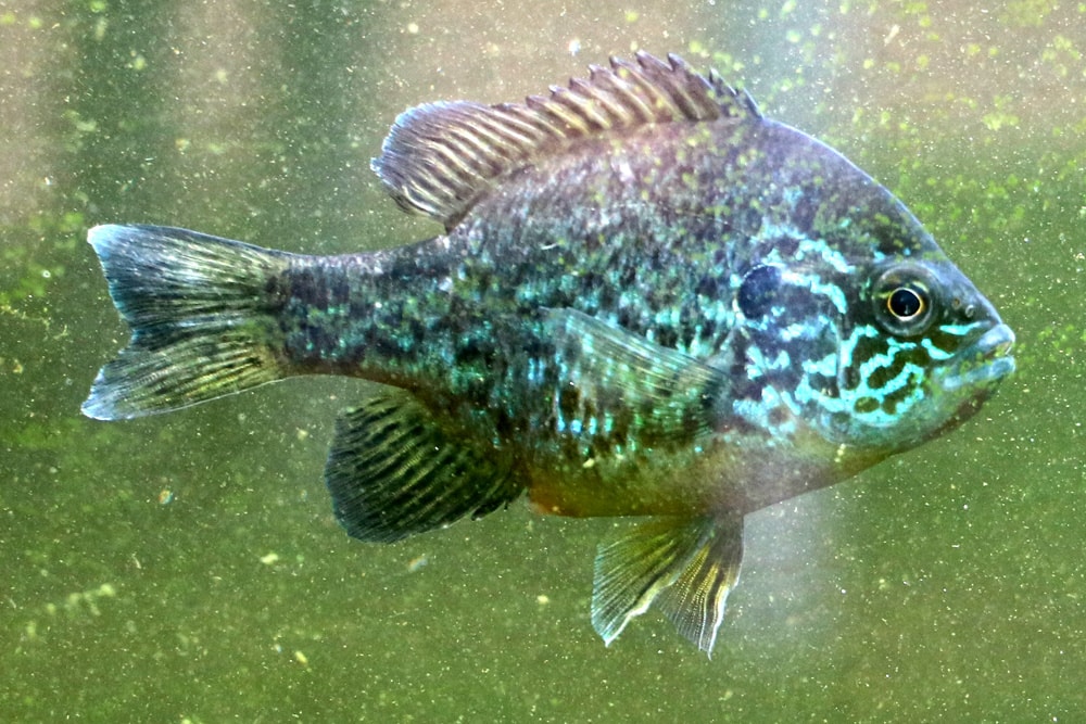 gemeiner Sonnenbarsch, Lepomis gibbosus