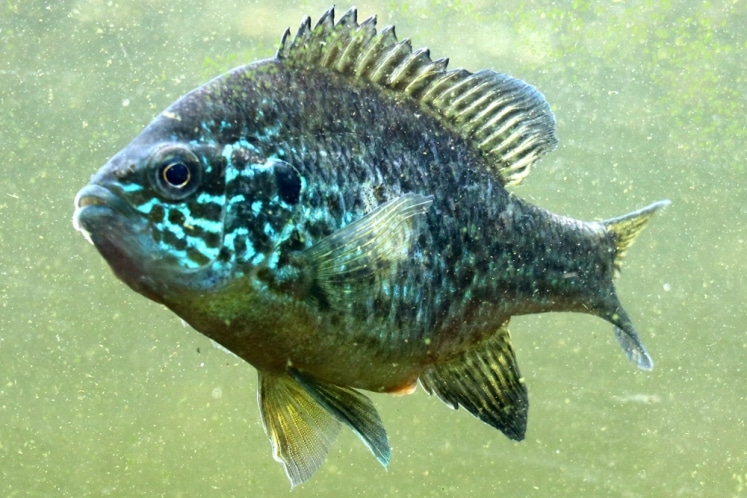 Sonnenbarsch im Teich halten 7 Tipps zu Haltung & Futter