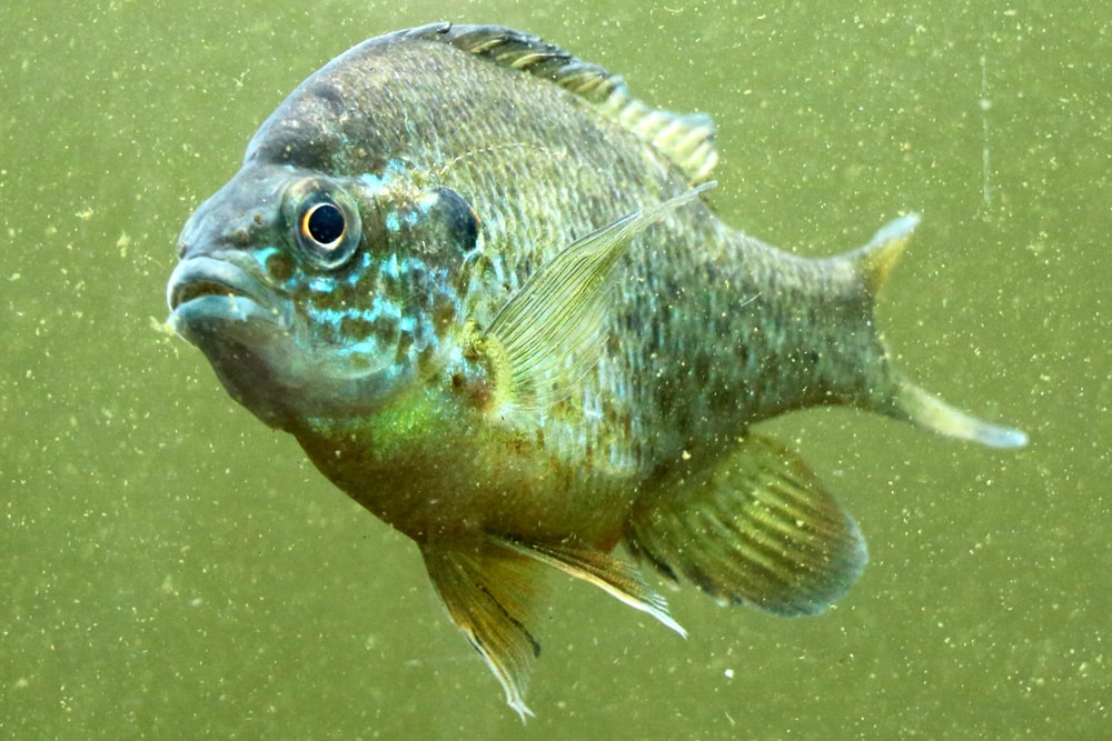 gemeiner Sonnenbarsch, Lepomis gibbosus