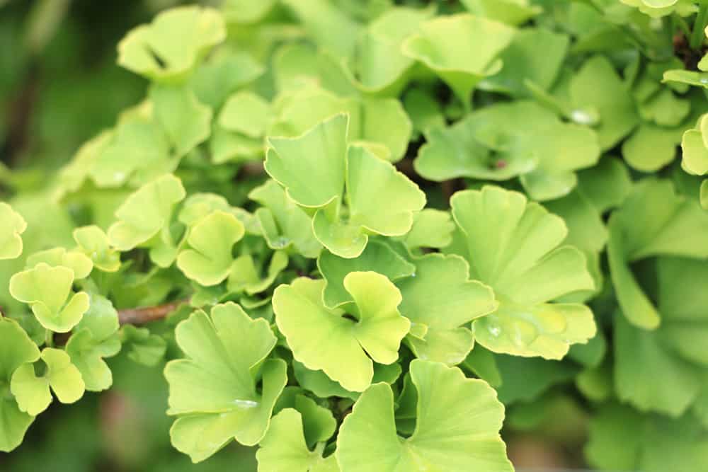 Ginkgo Biloba 'Troll' - Fächerblattbaum