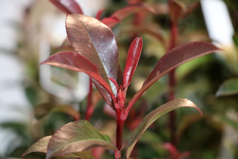 Glanzmispel - Photinia fraseri