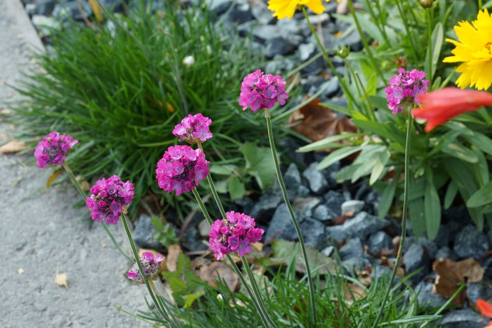 Grasnelke (Armeria) als Beeteinfassung