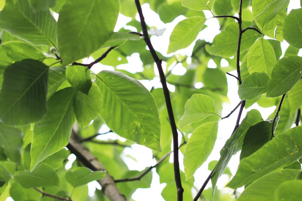 Gurken Magnolie - Magnolia acuminata