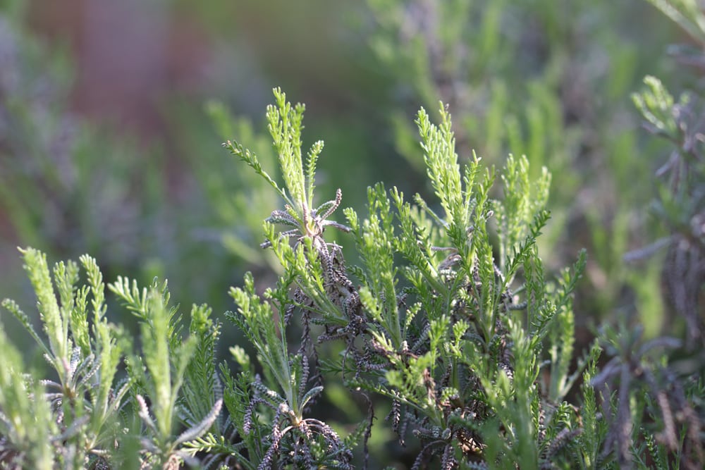 Heiligenkraut (Santolina chamaecyparissus) als Beetbegrenzung