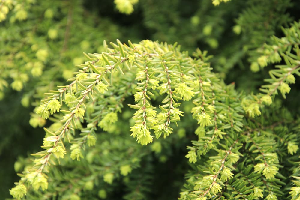 Tsuga canadensis, Kanadische Hemlocktanne