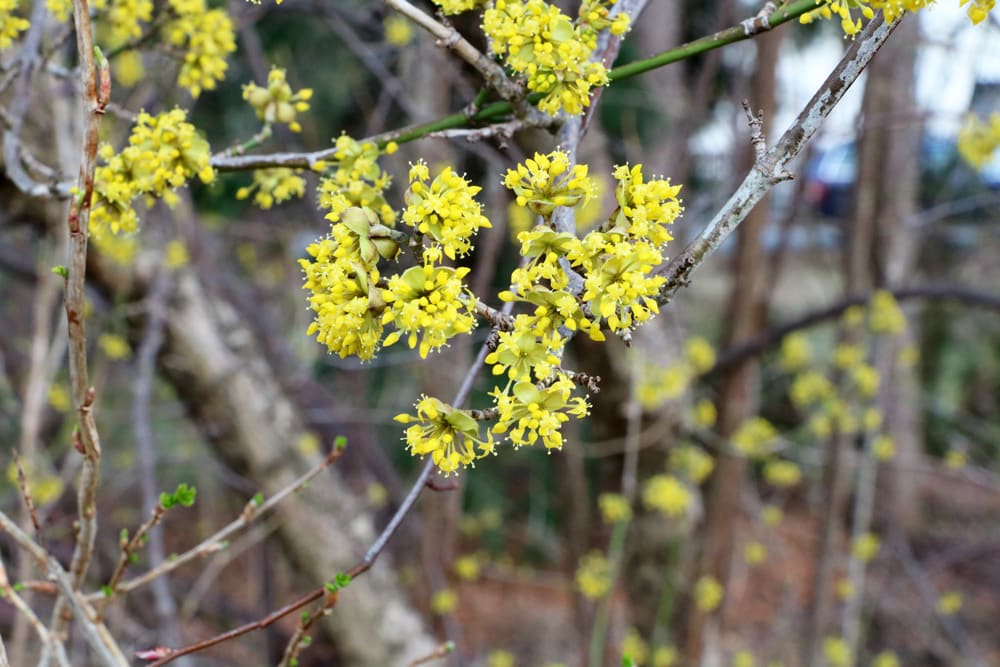 Kornelkirsche - Cornus mas