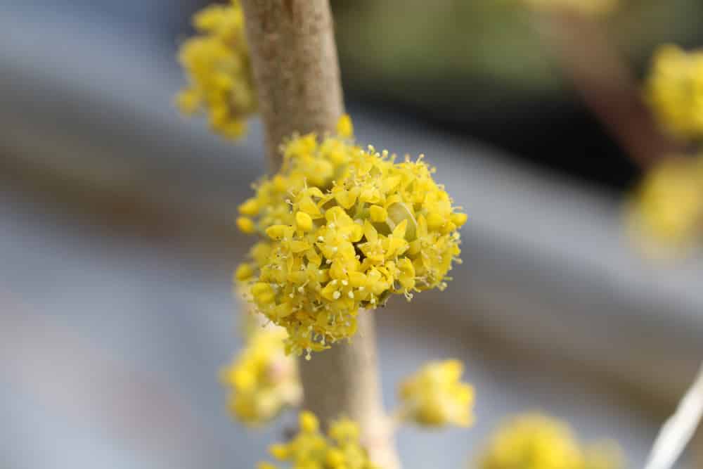 Kornelkirsche - Cornus mas