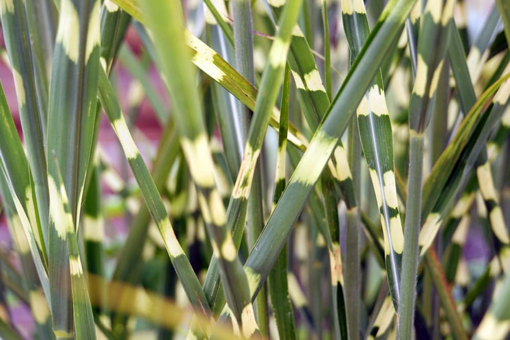 Miscanthus sinensis - Zebragras - Stachelschweingras - Zebraschilf