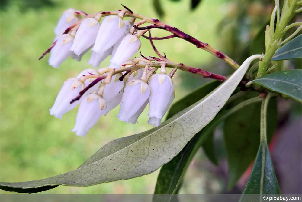 Lavendelheide - Schattenglöckchen (Pieris) - als Beeteinfassung