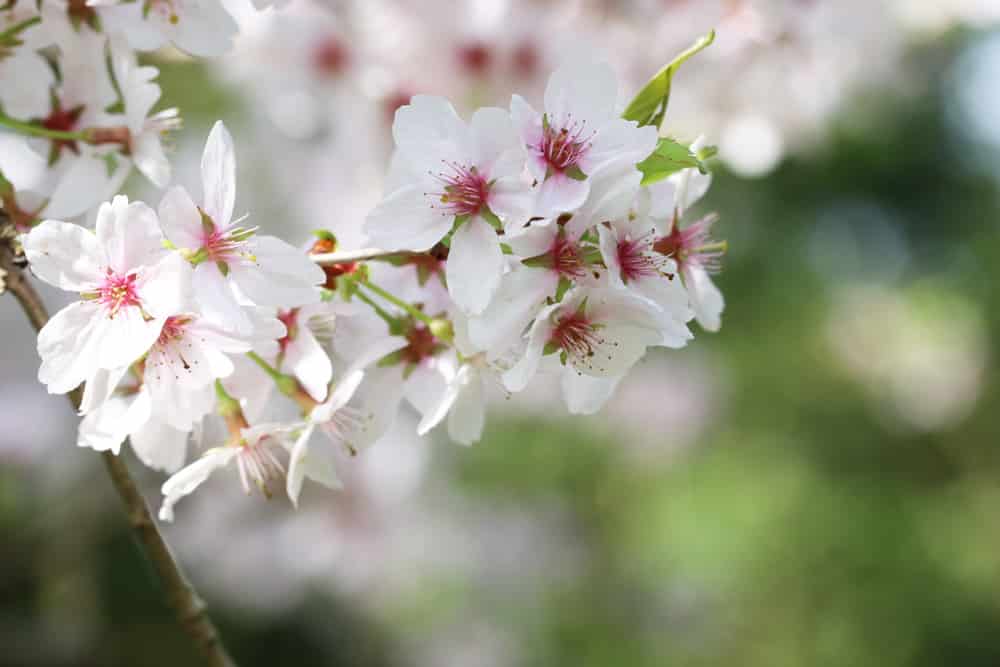 Schneekirsche - Prunus subhirtella