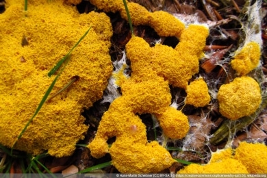 Schleimpilz - gelbe Lohblüte - Hexenbutter