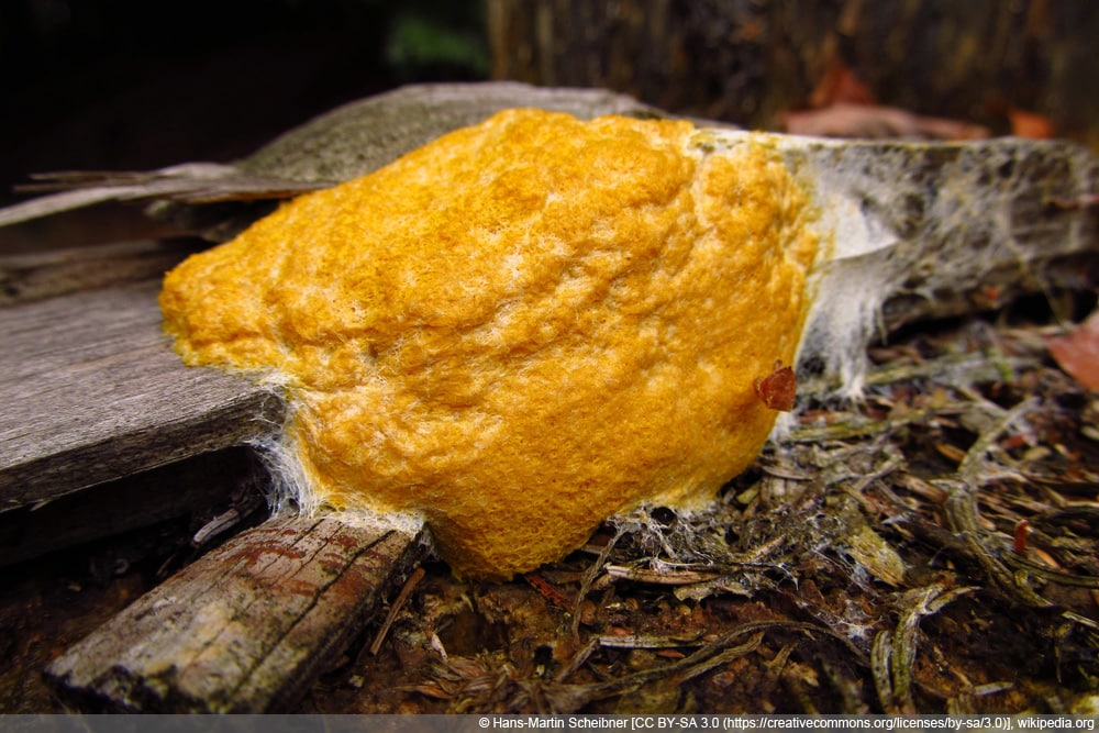 Schleimpilz - gelbe Lohbüte - Hexenbutter