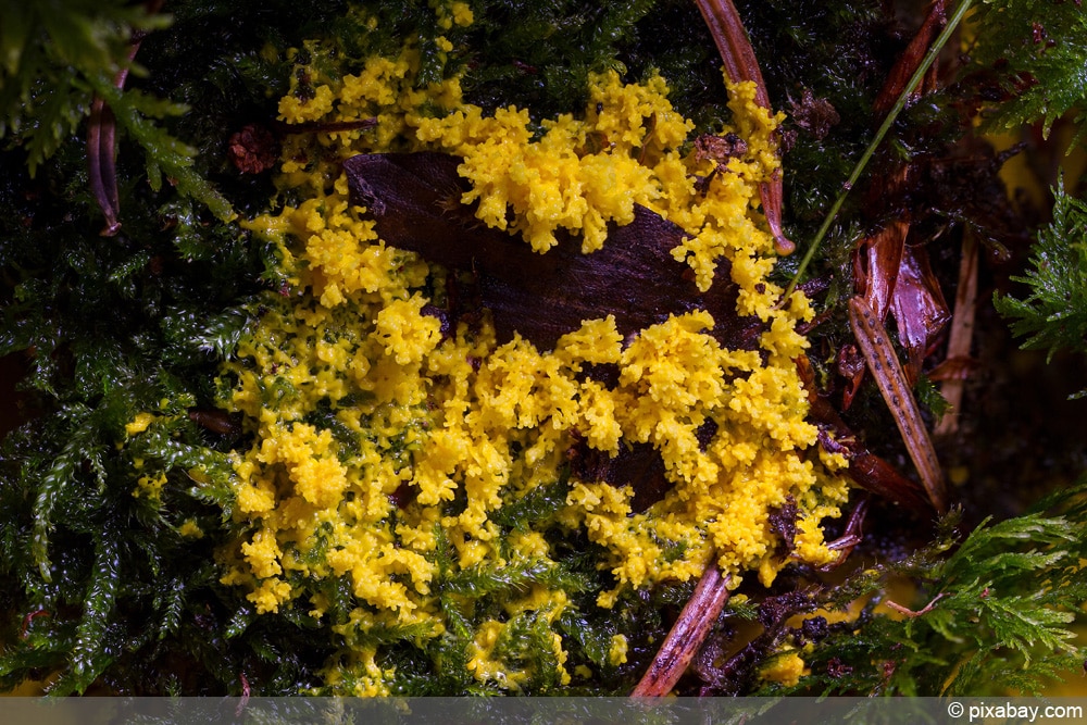 Schleimpilz - gelbe Lohbüte - Hexenbutter